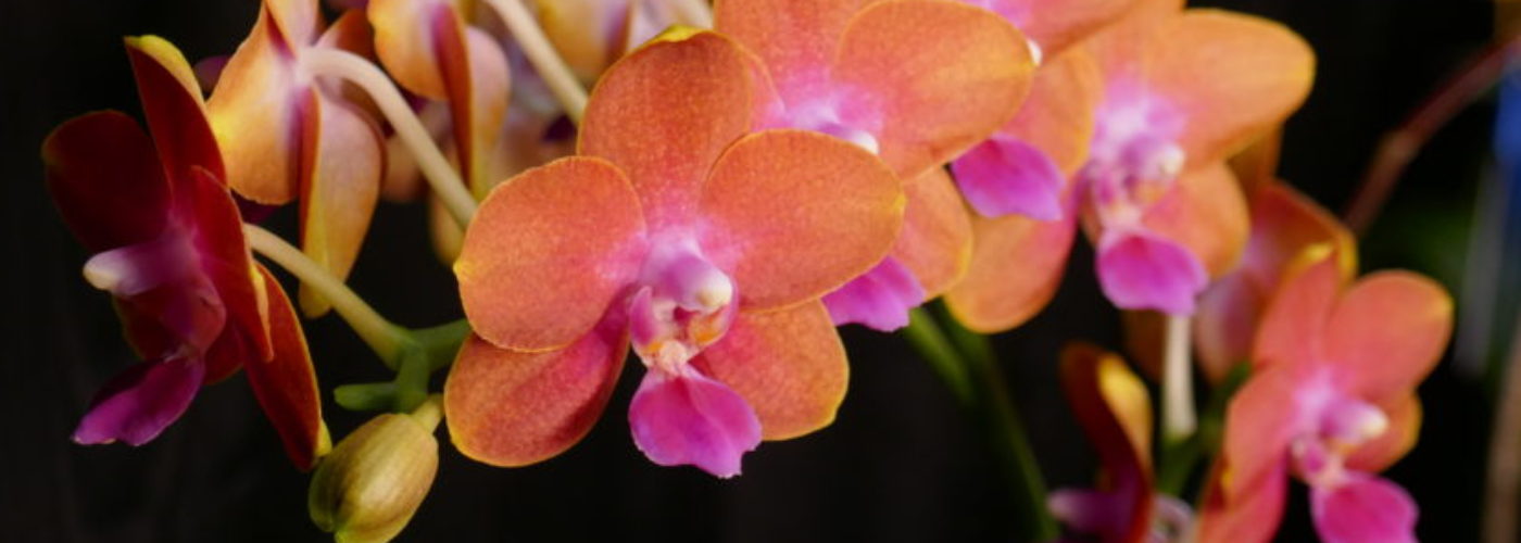 South Carolina Orchid Society