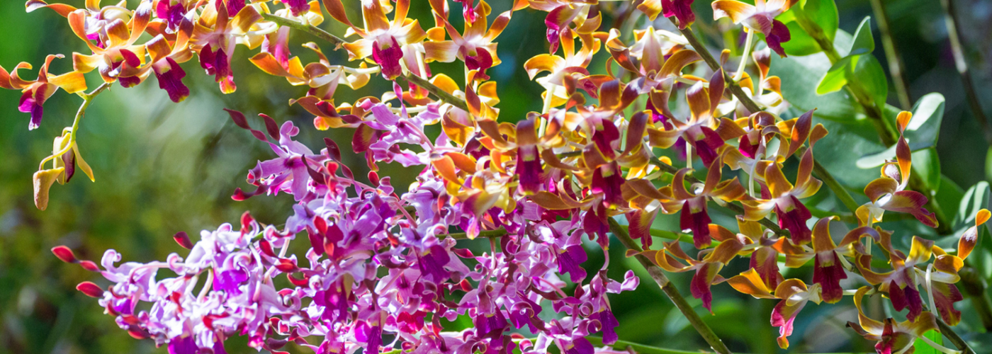 South Carolina Orchid Society